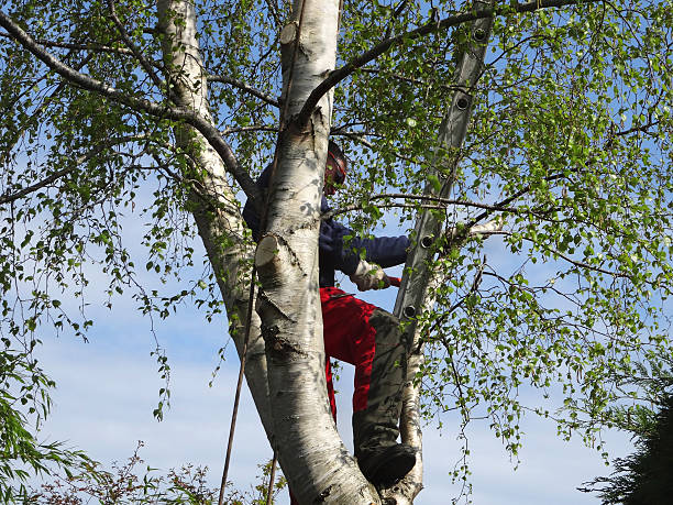 Best Emergency Tree Removal  in King City, OR